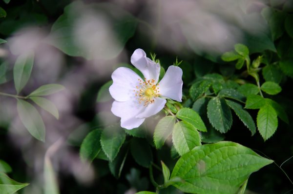 09052020-DSC_1441-600×398