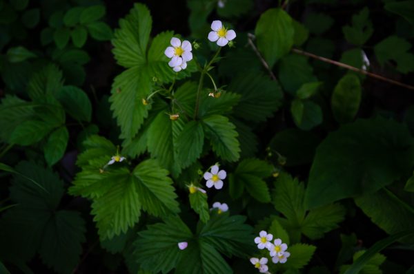 09052020-DSC_1533-600×398