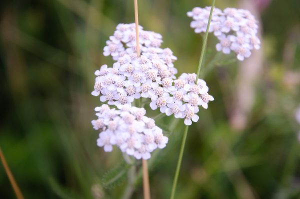 20072020-DSC_3873-600×398