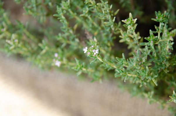 27042020-DSC_0604-1-600×398