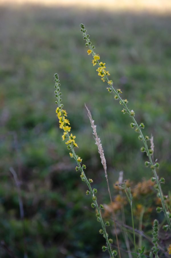 edp-plante