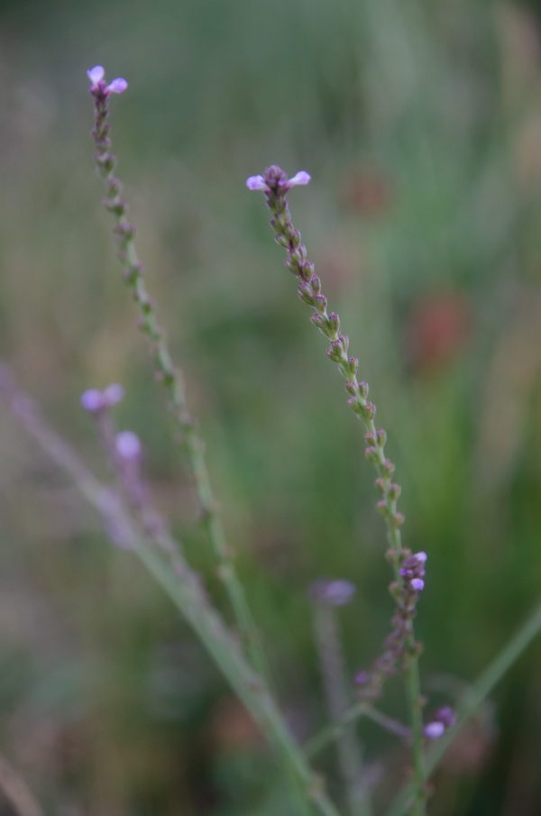 edp-plante1