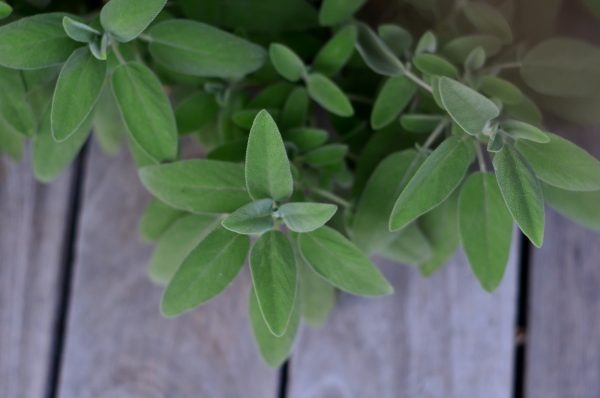 edp-plante2