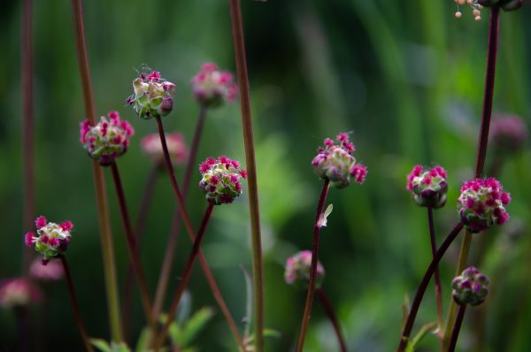 edp-plante5