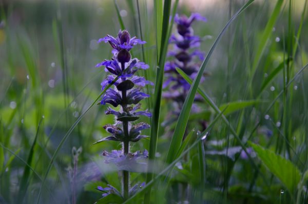 edp-plante7