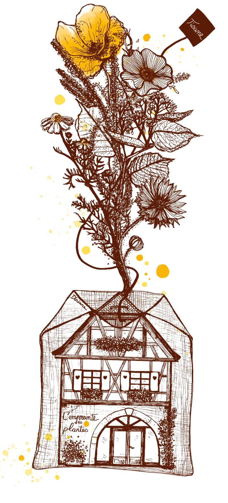 illustration-maison-tisane